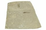 Fossil Cranefly (Tipulidae) - Green River Formation, Colorado #286390-1